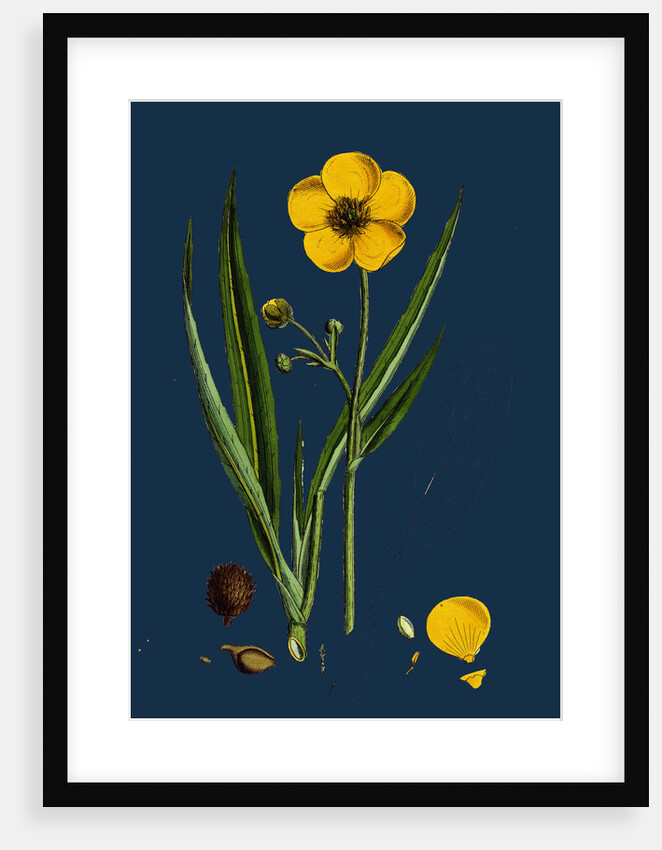 Ranunculus Lingua; Greater Spearwort by Anonymous