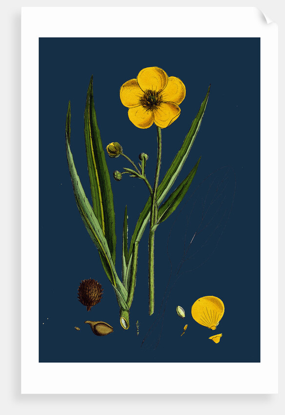 Ranunculus Lingua; Greater Spearwort by Anonymous