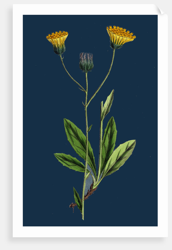 Hieracium Gothicum; Naked-Headed Hawkweed by Anonymous