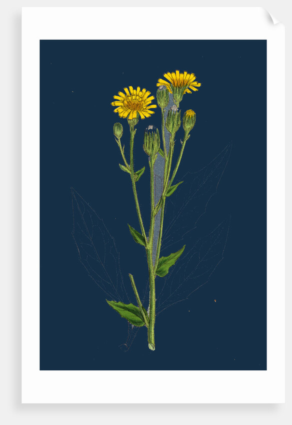 Hieracium Boreale; Broad-Leaved Hawkweed by Anonymous
