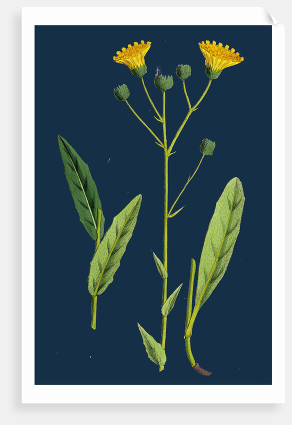 Hieracium Crocatum; Saffron Hawkweed by Anonymous