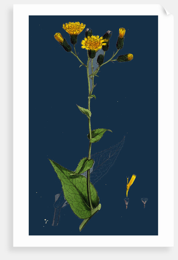 Hieracium Prenanthoides; Rough-Leaved Hawkweed by Anonymous