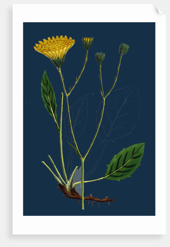 Hieracium Anglicum, Var. Genuinum; English Hawkweed, Var. A. by Anonymous
