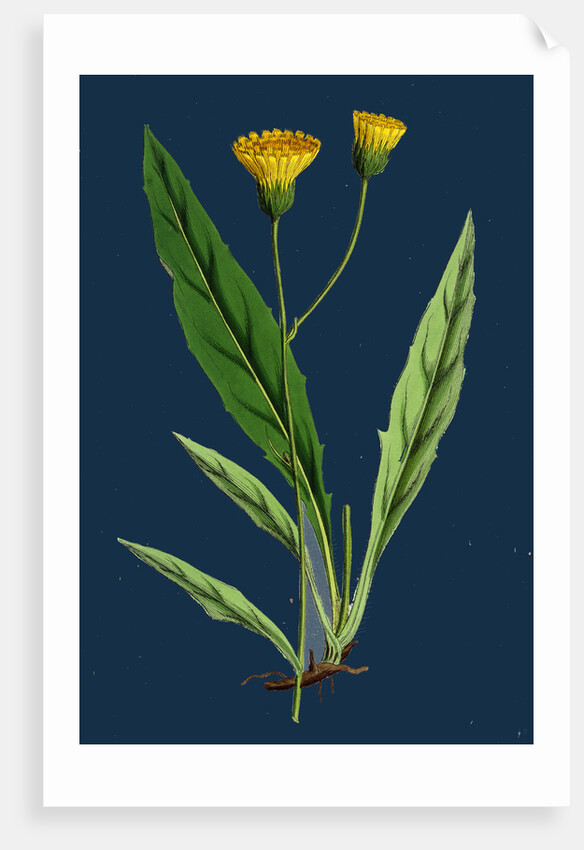 Hieracium Argenteum; Silvery Hawkweed by Anonymous