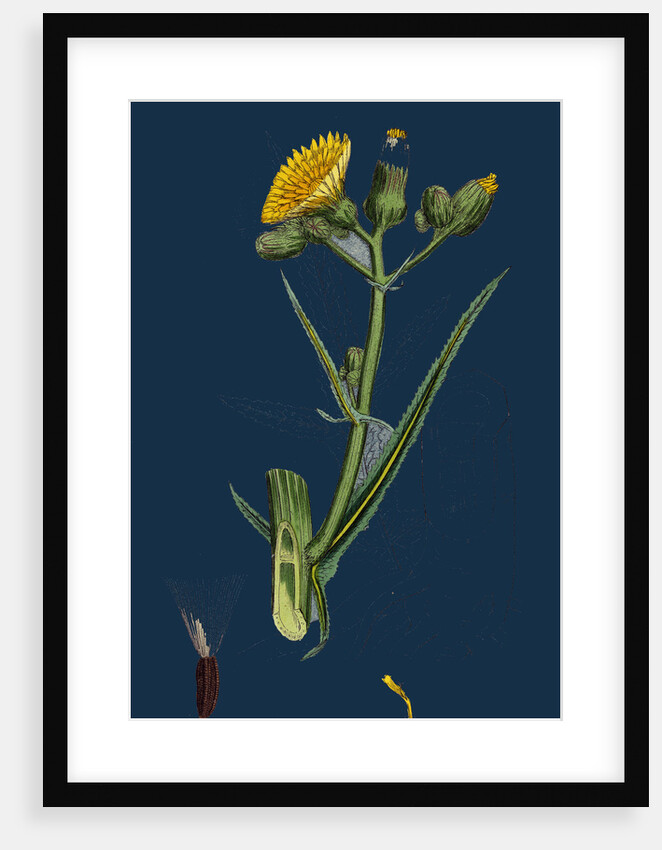Sonchus Palustris; Marsh Sow-Thistle by Anonymous