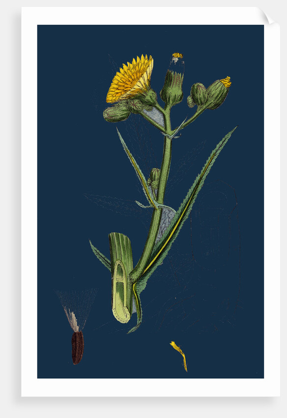 Sonchus Palustris; Marsh Sow-Thistle by Anonymous