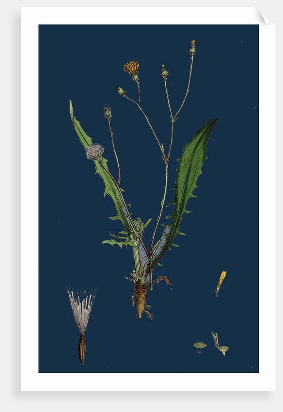 Crepis Virens; Smooth Hawk's-Beard by Anonymous