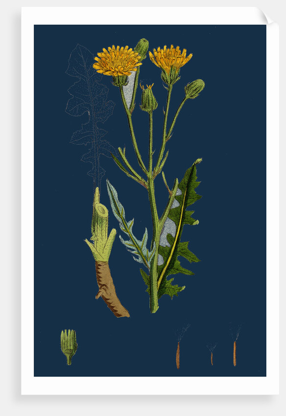 Crepis Biennis; Large Rough Hawk's-Beard by Anonymous