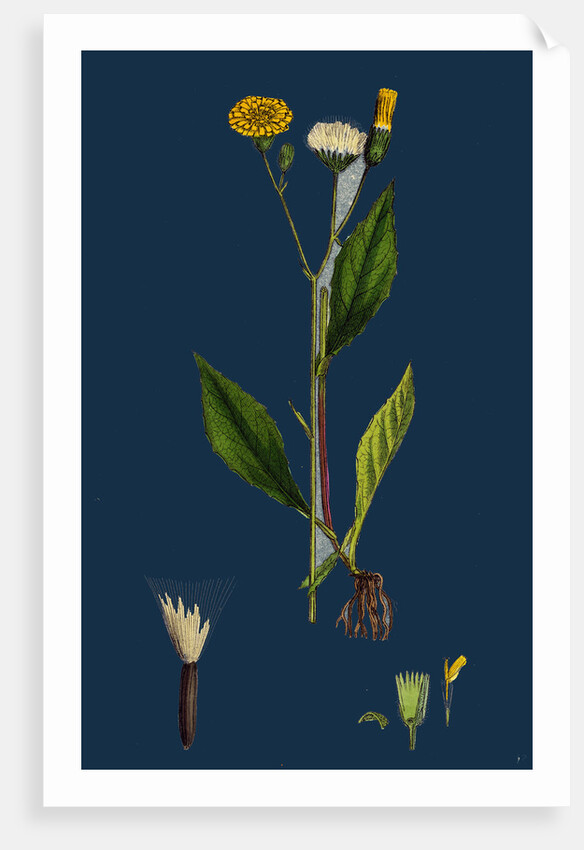 Crepis Paludosa; Marsh Hawk's-Beard by Anonymous