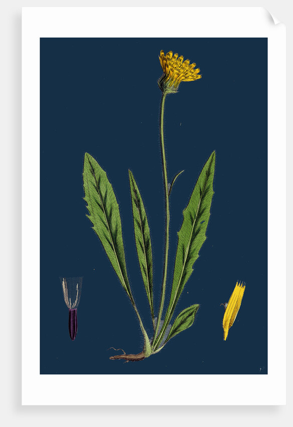 Hieracium Eximium; Grey-Headed Hawkweed by Anonymous