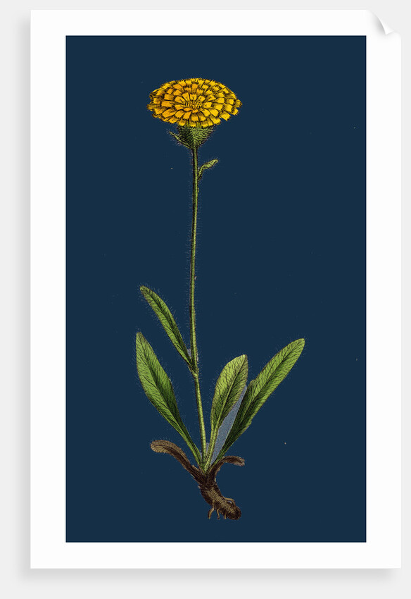 Hieracium Holosericeum; Woolly-Headed Hawkweed by Anonymous