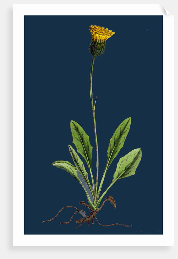 Hieracium Globosum; Globose-Headed Hawkweed by Anonymous