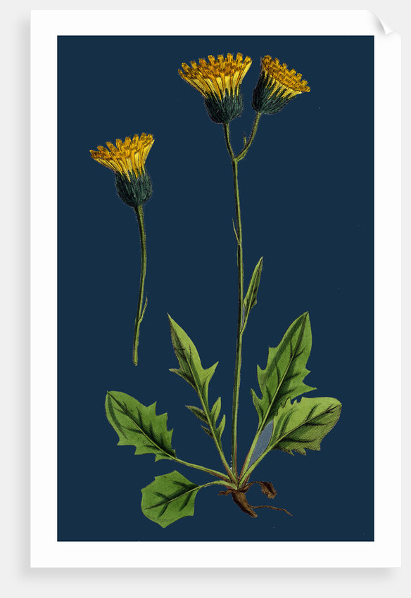 Hieracium Chrysanthum, Var. Genuinum; Golden-Flowered Hawkweed, Var. A. by Anonymous
