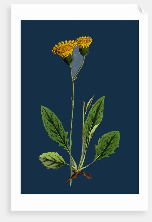 Hieracium Nigrescens; Black-Headed Hawkweed by Anonymous