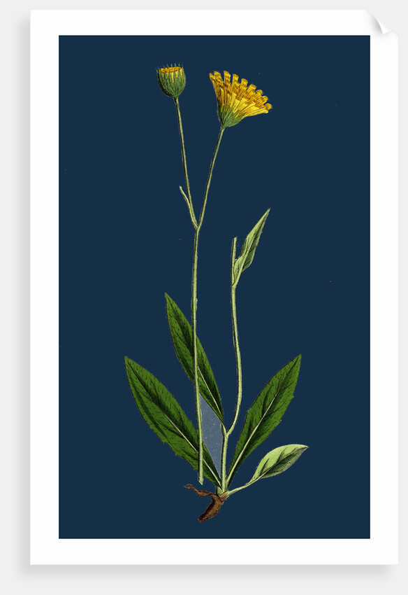 Hieracium Lingulatum; Lingulate-Leaved Hawkweed by Anonymous