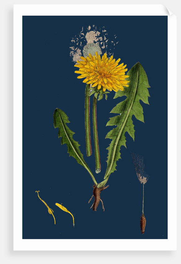 Taraxacum Officinale, Var. Genuinum; Common Dandelion, Var. A. by Anonymous