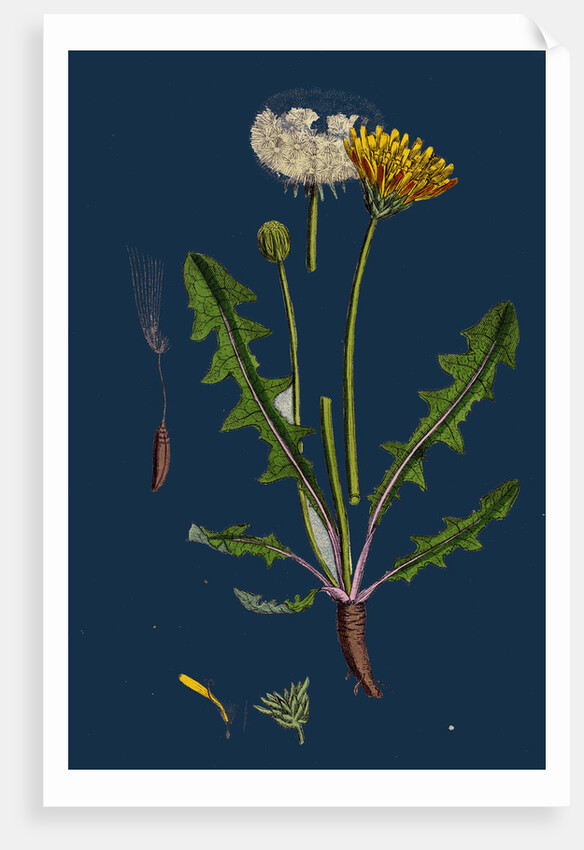 Taraxacum Officinale, Var. Palustre; Common Dandelion, Var. D. by Anonymous