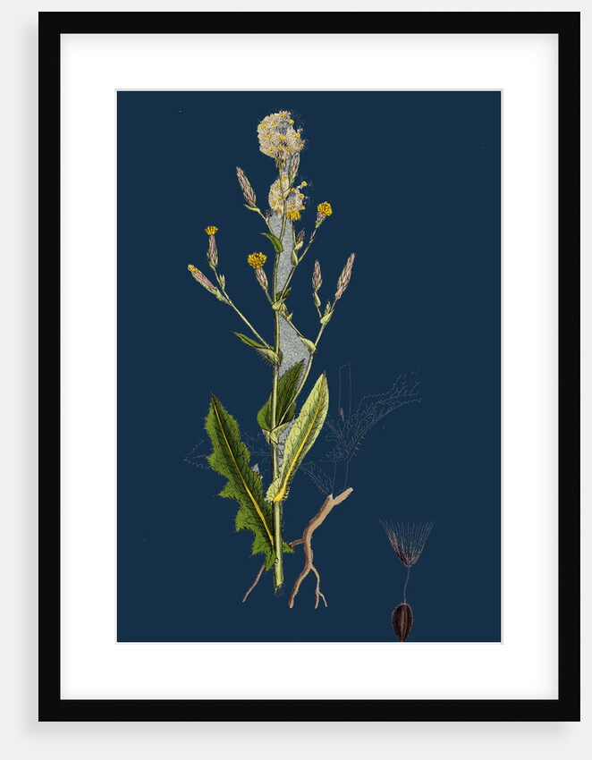 Lactuca Scariola; Prickly Lettuce by Anonymous