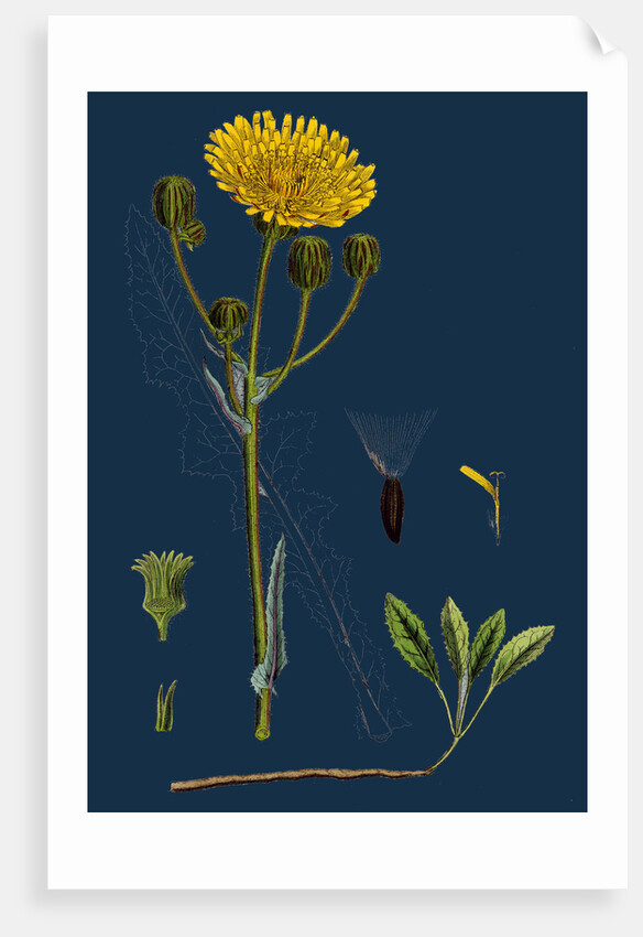 Sonchus Arvensis; Corn Sow-Thistle by Anonymous