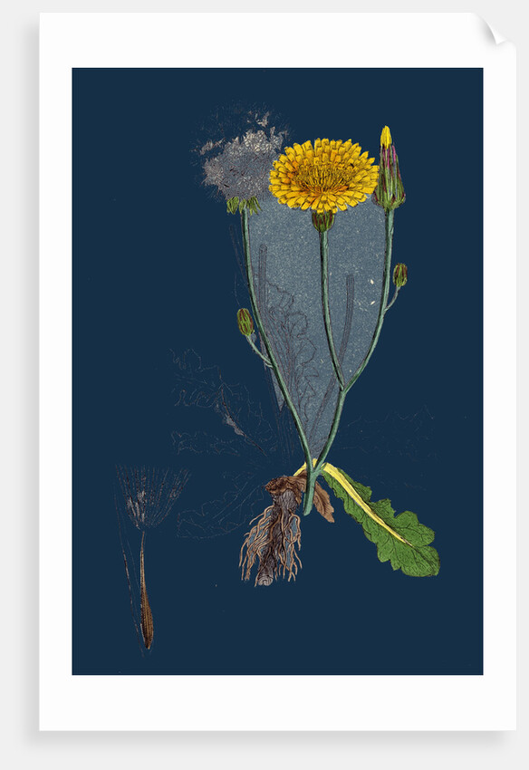 Hypochoeris Radicata; Long-Rooted Cat's-Ear by Anonymous