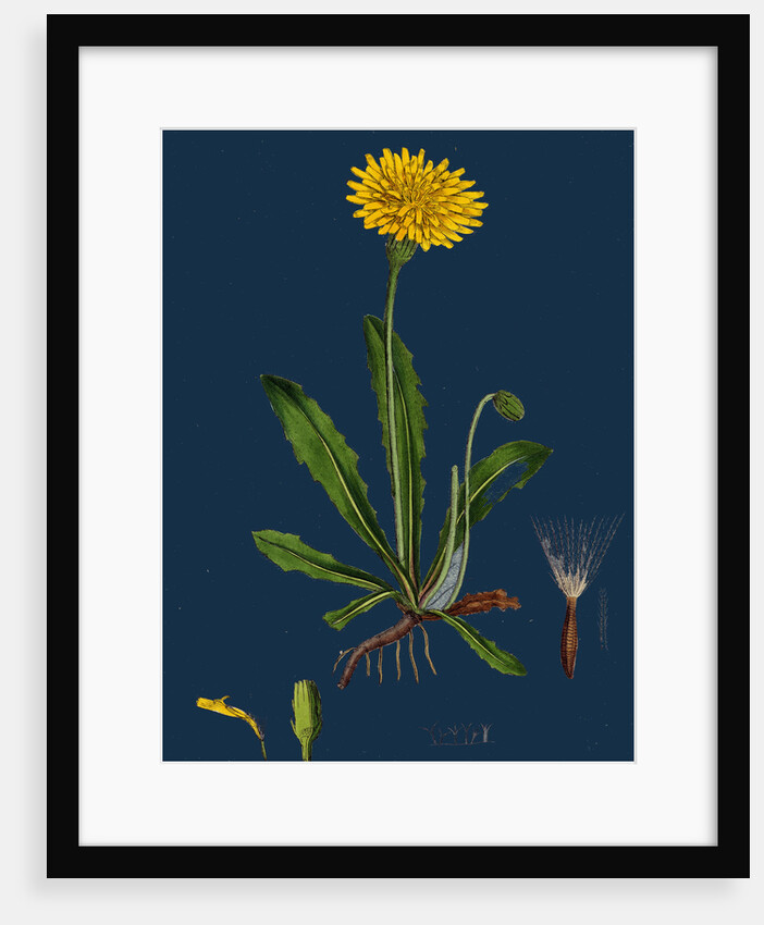 Leontodon Hispidus; Rough Hawk-Bit by Anonymous