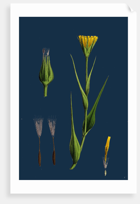 Tragopogon Pratensis, Var. Genuinus; Yellow Goat's-Beard, Var. A. by Anonymous