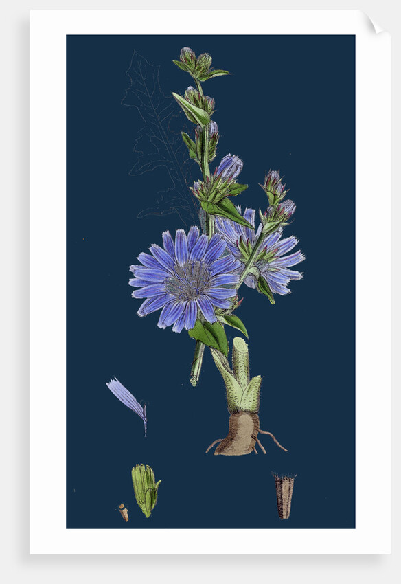 Cichorium Intybus; Wild Succory by Anonymous