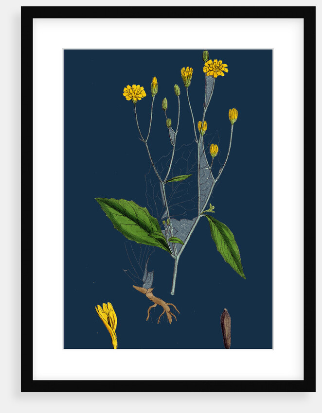 Lapsana Communis; Common Nipple-Wort by Anonymous