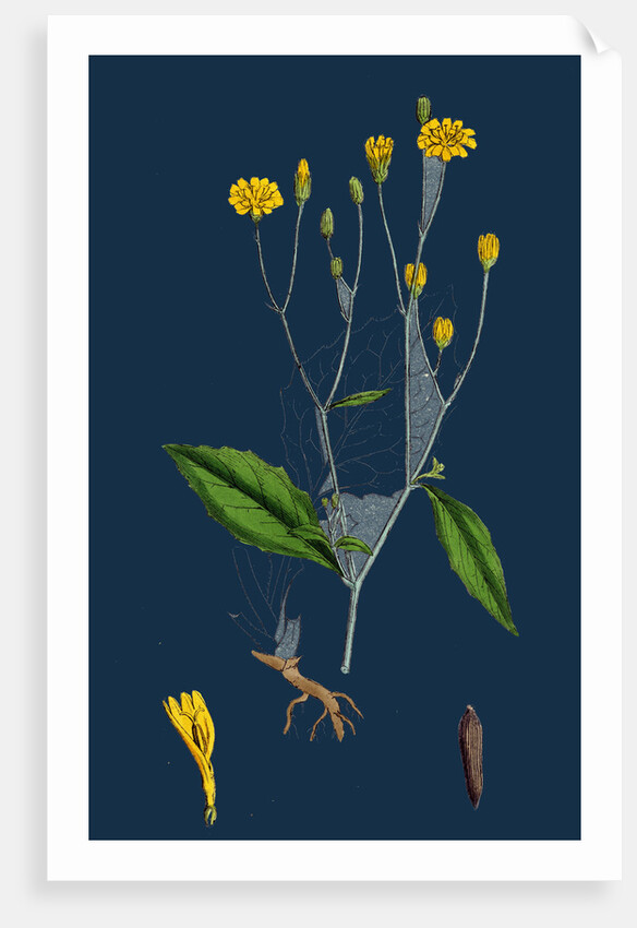 Lapsana Communis; Common Nipple-Wort by Anonymous