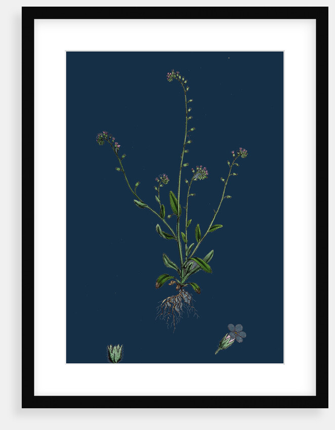 Myosotis Collina; Dwarf Forget-Me-Not by Anonymous