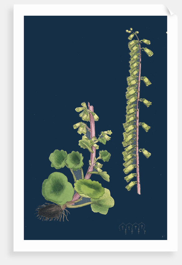 Cotyledon Umbilicus; Common Navel-Wort by Anonymous