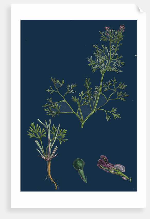 Fumaria Vaillantii; Vaillant's Small-Flowered Fumitory by Anonymous