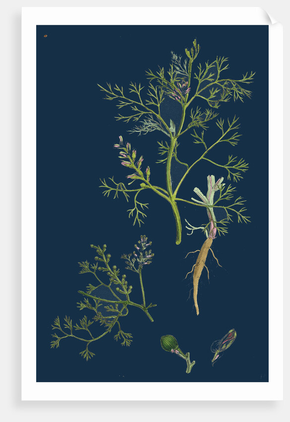 Fumaria Parviflora; Lamark's Small Flowered Fumitory by Anonymous