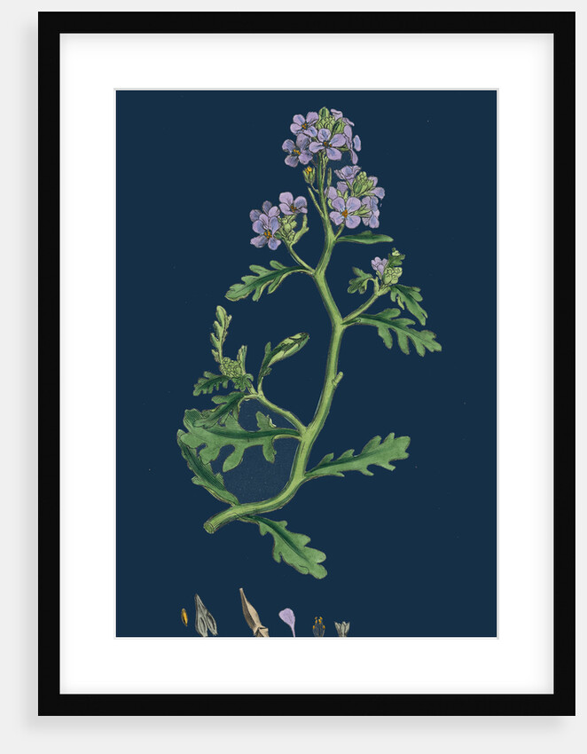 Cakile Maritima; Sea Rocket by Anonymous