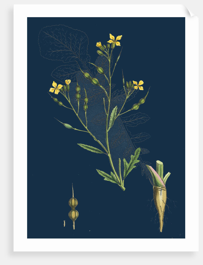 Raphanus Maritimus; Sea Radish by Anonymous