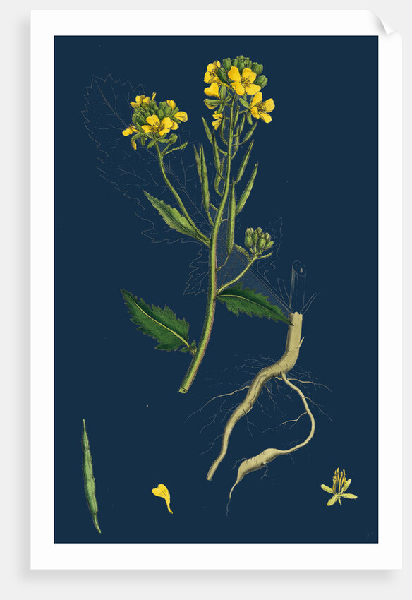 Brassica Sinapistrum; Wild Mustard by Anonymous