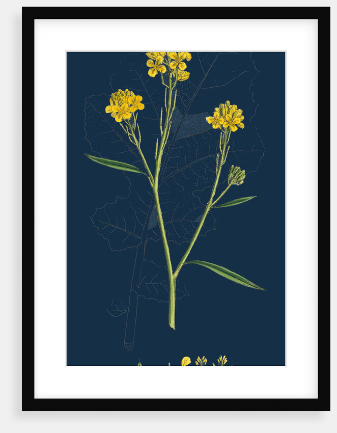 Brassica Nigra; Black Mustard by Anonymous