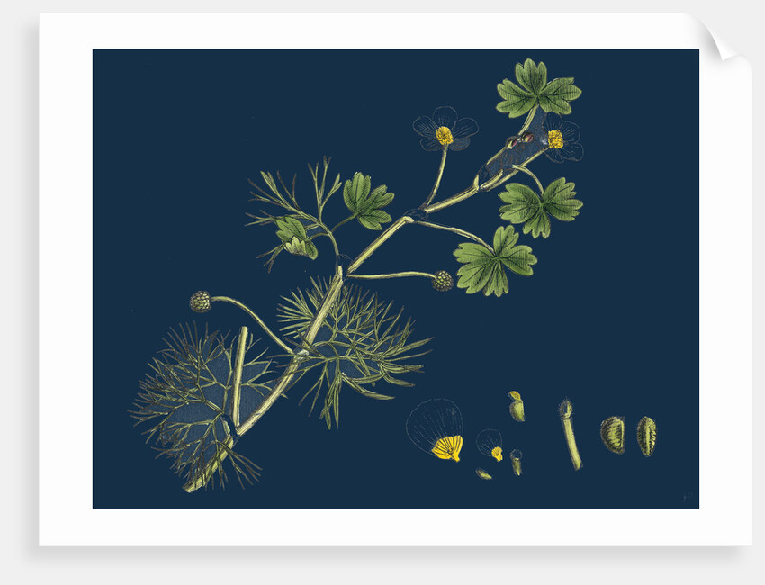 Ranunculus Peltatus Floribundus; Common Water-Crowfoot, Var. B. by Anonymous