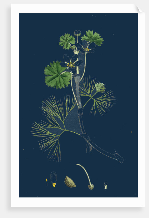 Ranunculus Heterophyllus; Various Leaved Water-Crowfoot by Anonymous