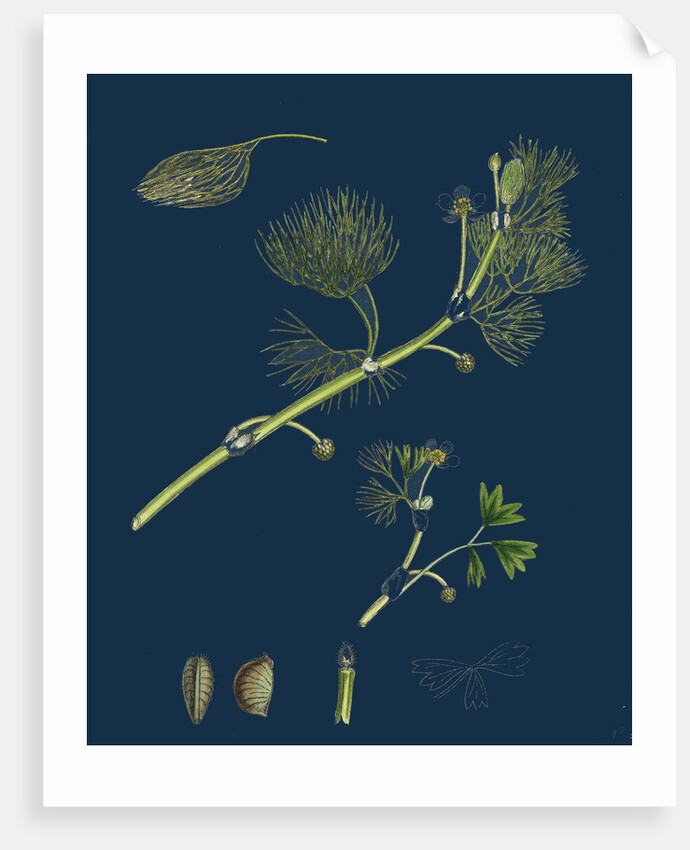 Ranunculus Drouetii; Drouet's Water-Crowfoot by Anonymous