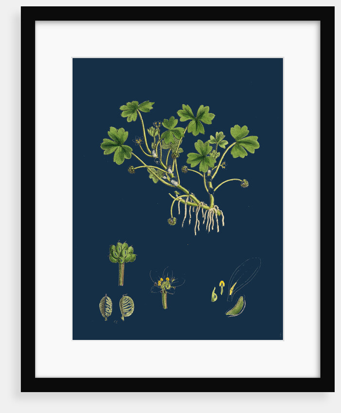 Ranunculus Tripartitus; Three-Lobed Water-Crowfoot by Anonymous