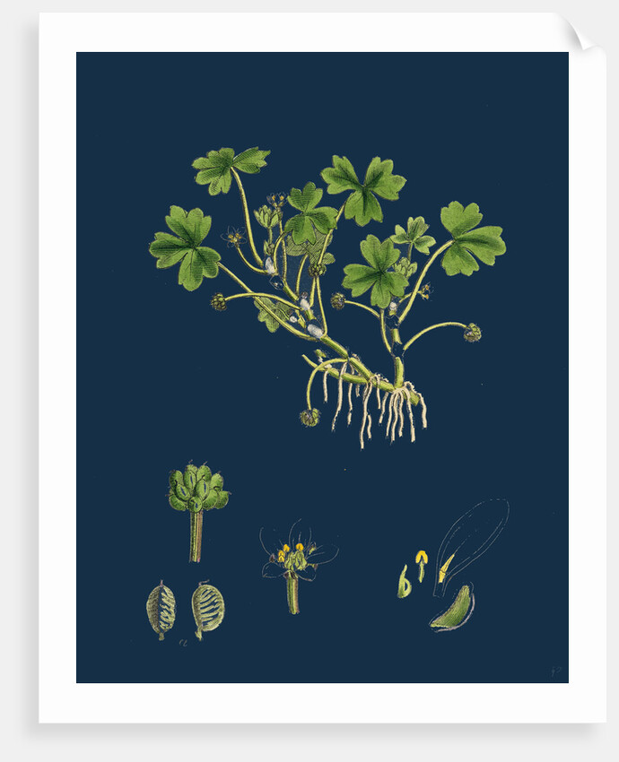 Ranunculus Tripartitus; Three-Lobed Water-Crowfoot by Anonymous