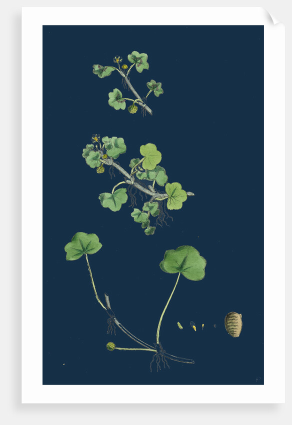 Ranunculus Hederaceus; Ivy-Leaved Water-Crowfoot by Anonymous