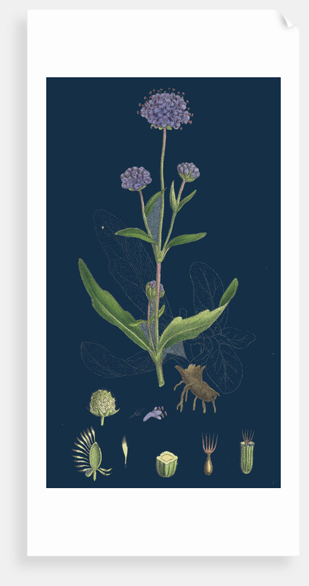 Scabiosa Succisa; Devil's-Bit Scabious by Anonymous