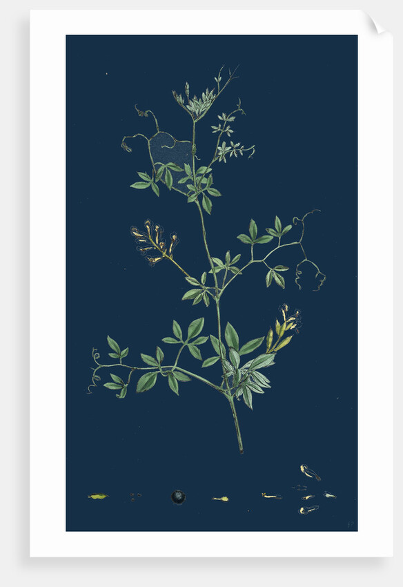 Corydalis Claviculata; White Climbing Fumitory by Anonymous