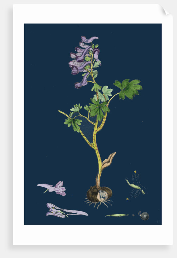 Corydalis Solida; Solid Bulbous Fumitory by Anonymous