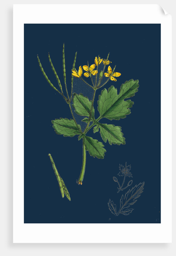 Chelidonium Majus; Celandine by Anonymous