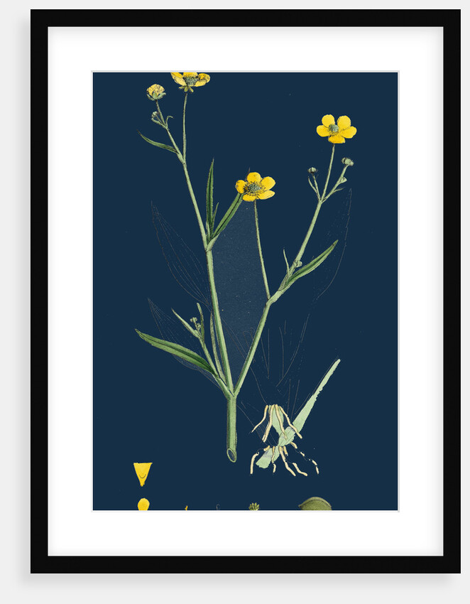 Ranunculus Eu-Flammula; Lesser Spearwort by Anonymous