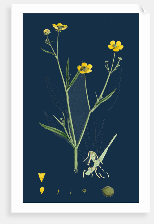 Ranunculus Eu-Flammula; Lesser Spearwort by Anonymous