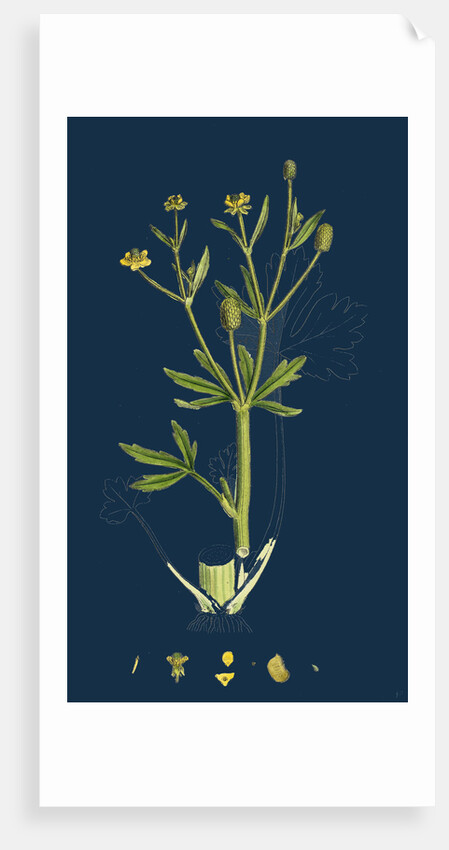 Ranunculus Sceleratus; Celery-Leaved Water-Crowfoot by Anonymous